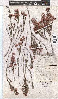 Erica corifolia image