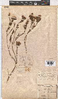 Erica corifolia image