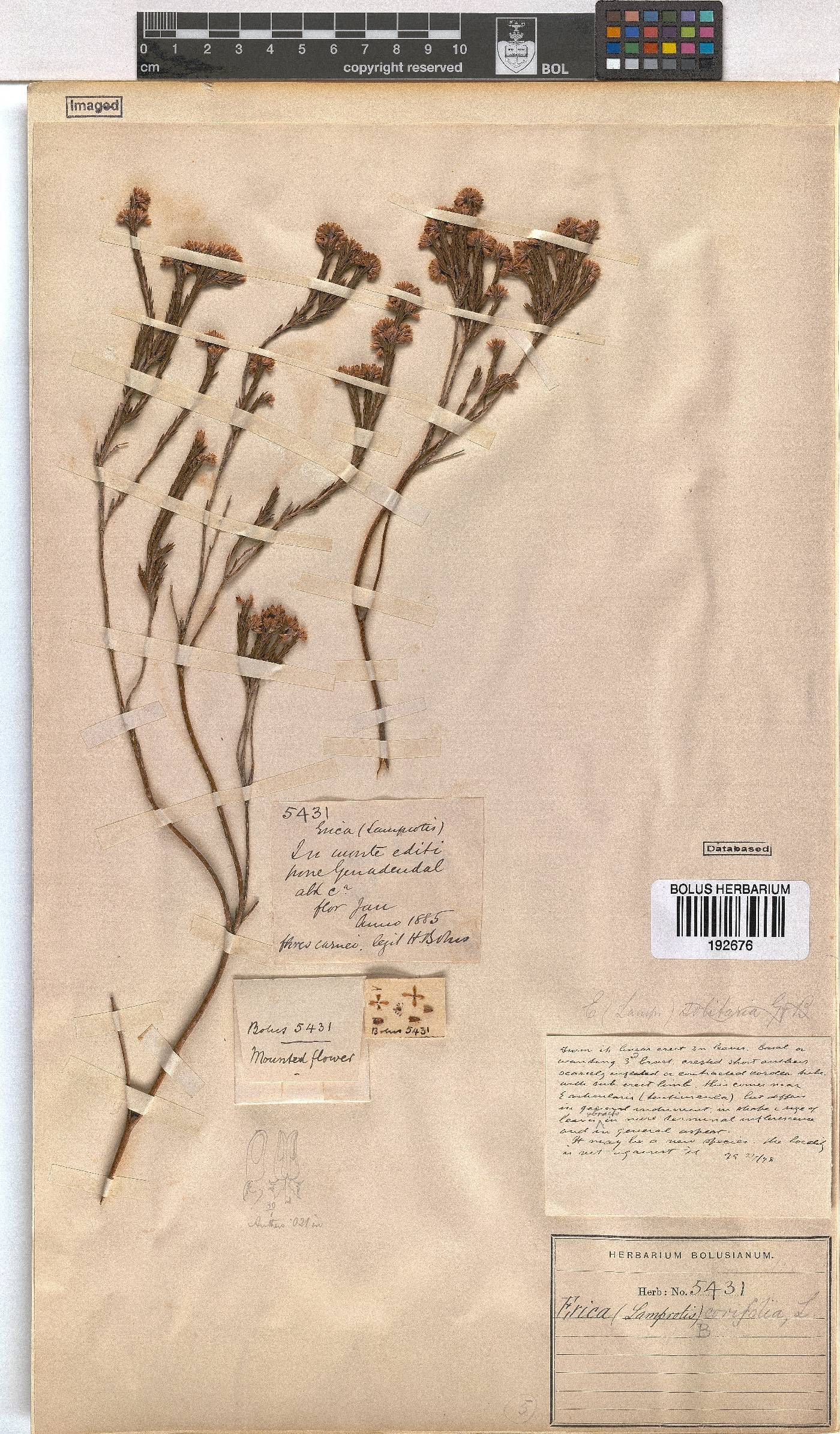 Erica corifolia image