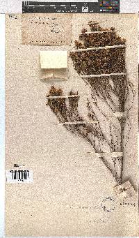 Erica corifolia image