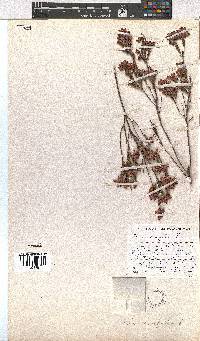 Erica corifolia image