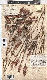 Erica corifolia image