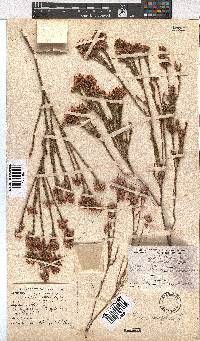 Erica corifolia image