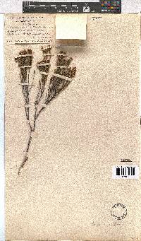 Erica corifolia image