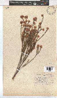 Erica corifolia image