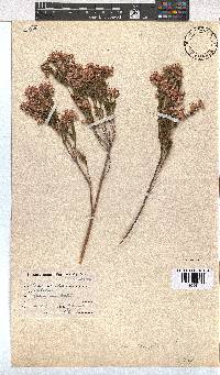 Erica corifolia image