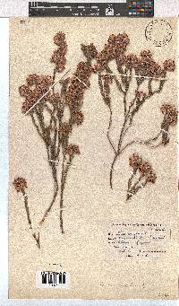 Erica corifolia image