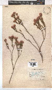 Erica corifolia image