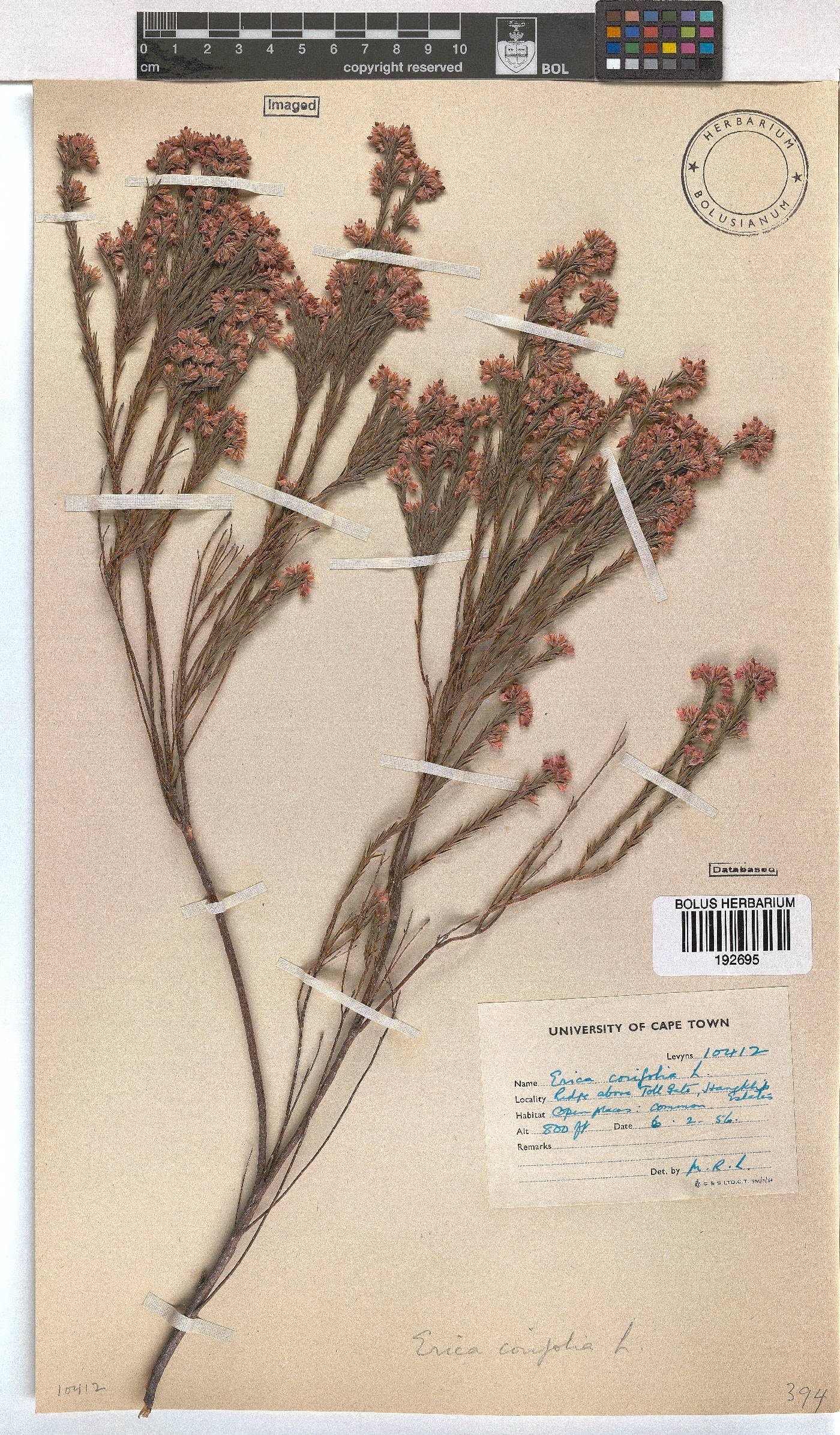 Erica corifolia image
