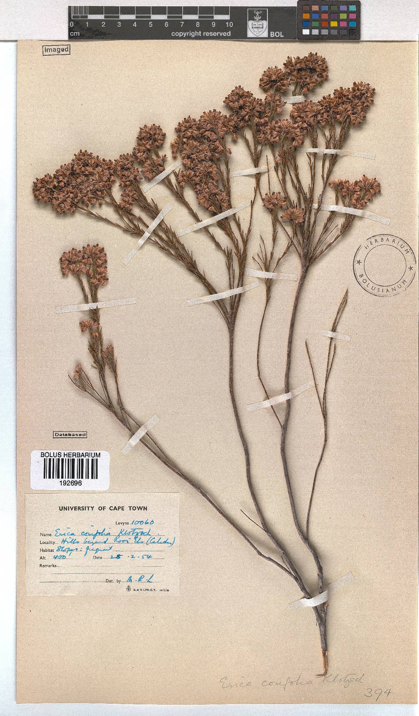 Erica corifolia image