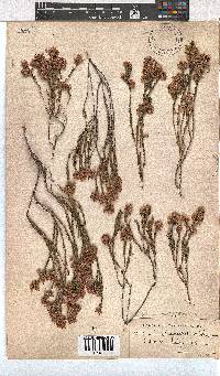 Erica corifolia image