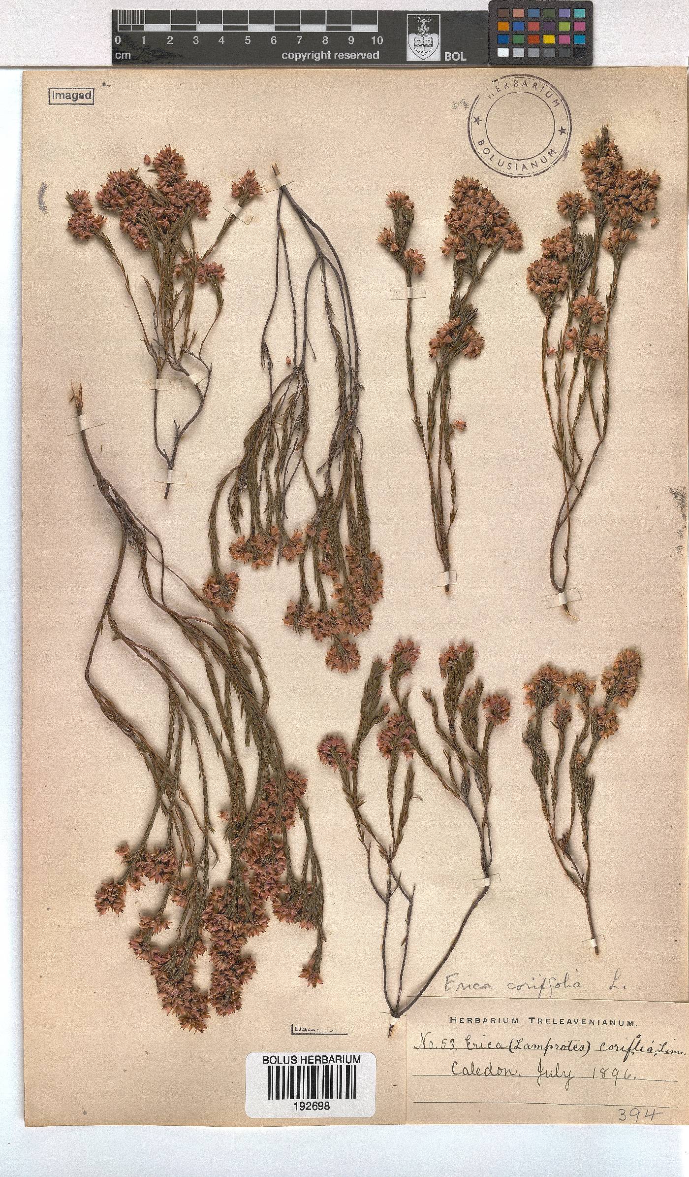 Erica corifolia image