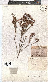 Erica corifolia image