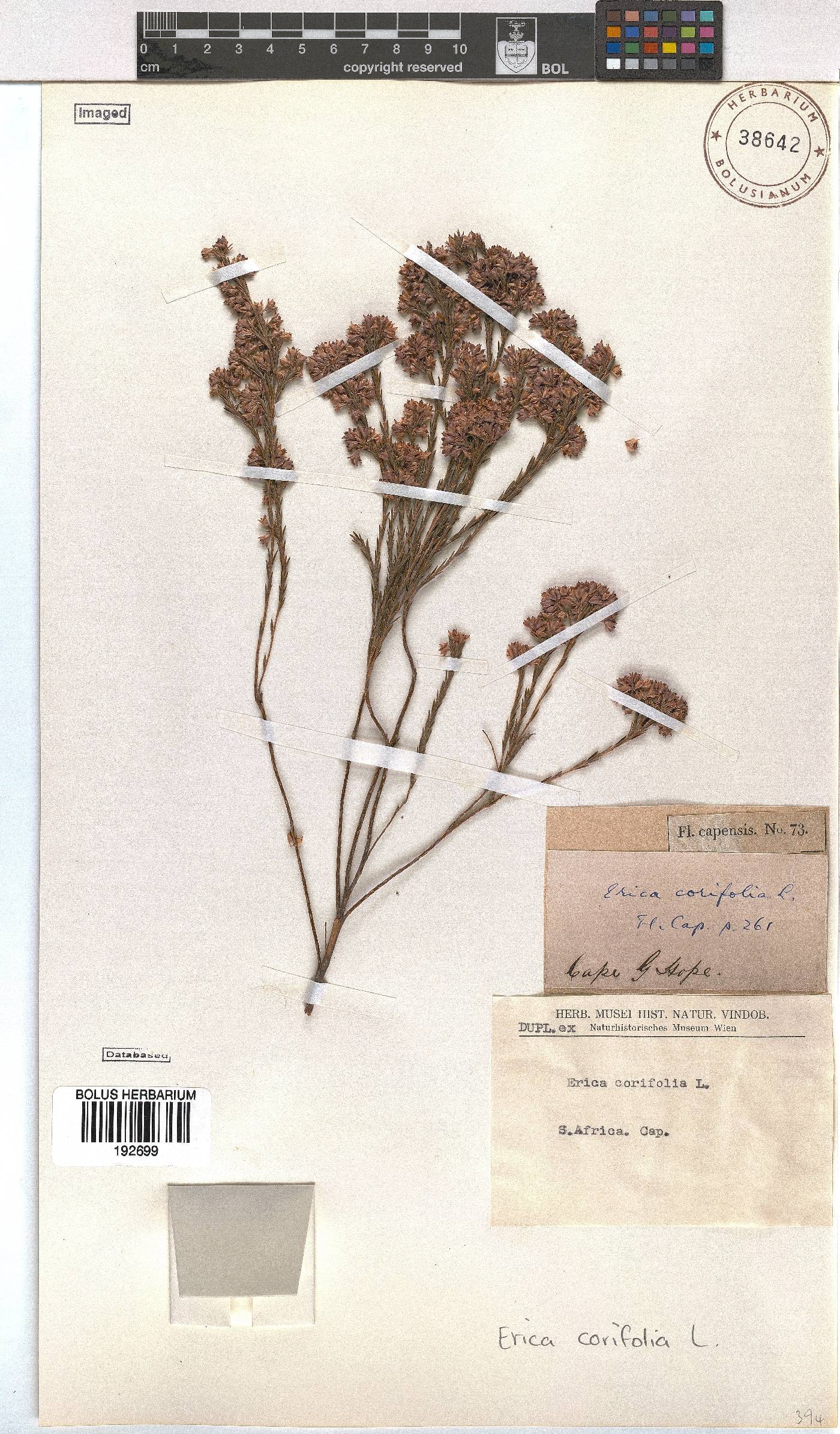 Erica corifolia image