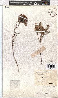 Erica corifolia image