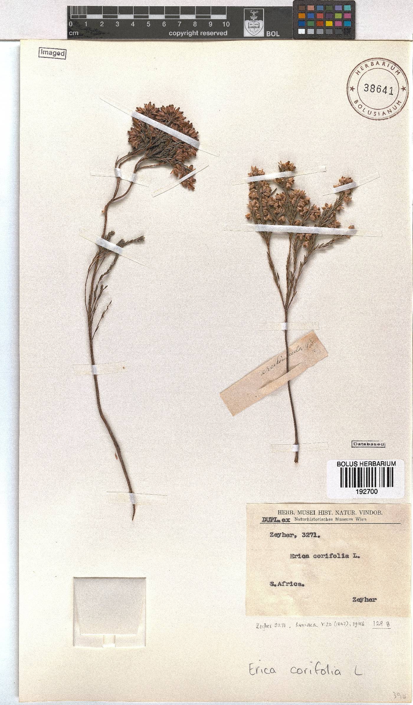 Erica corifolia image
