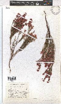 Erica corifolia image