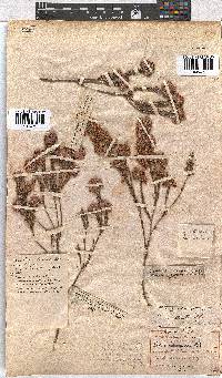 Erica corifolia image