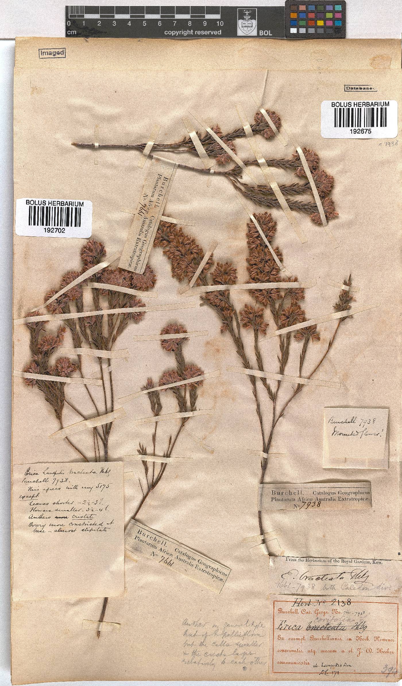 Erica corifolia image