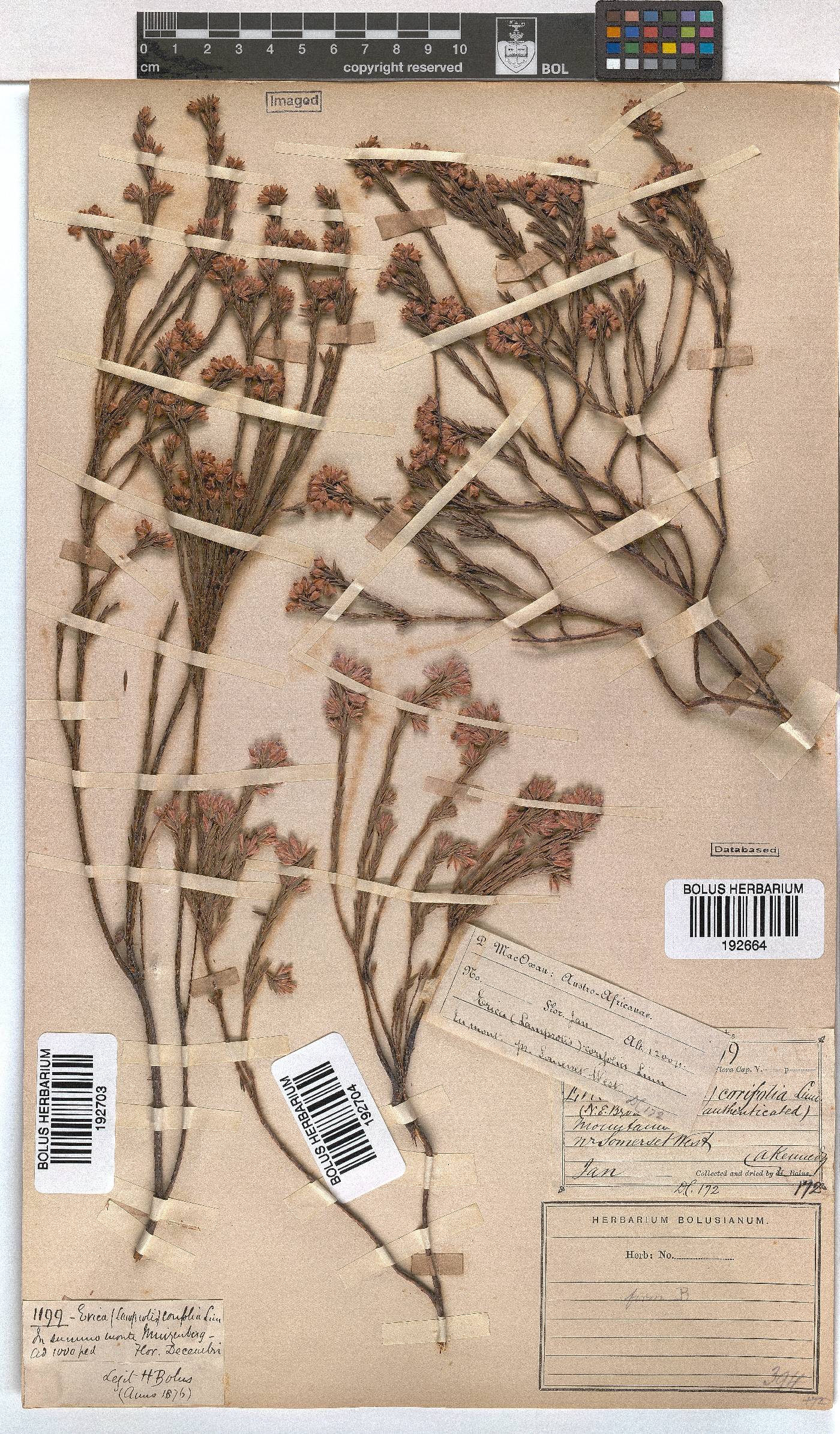 Erica corifolia image