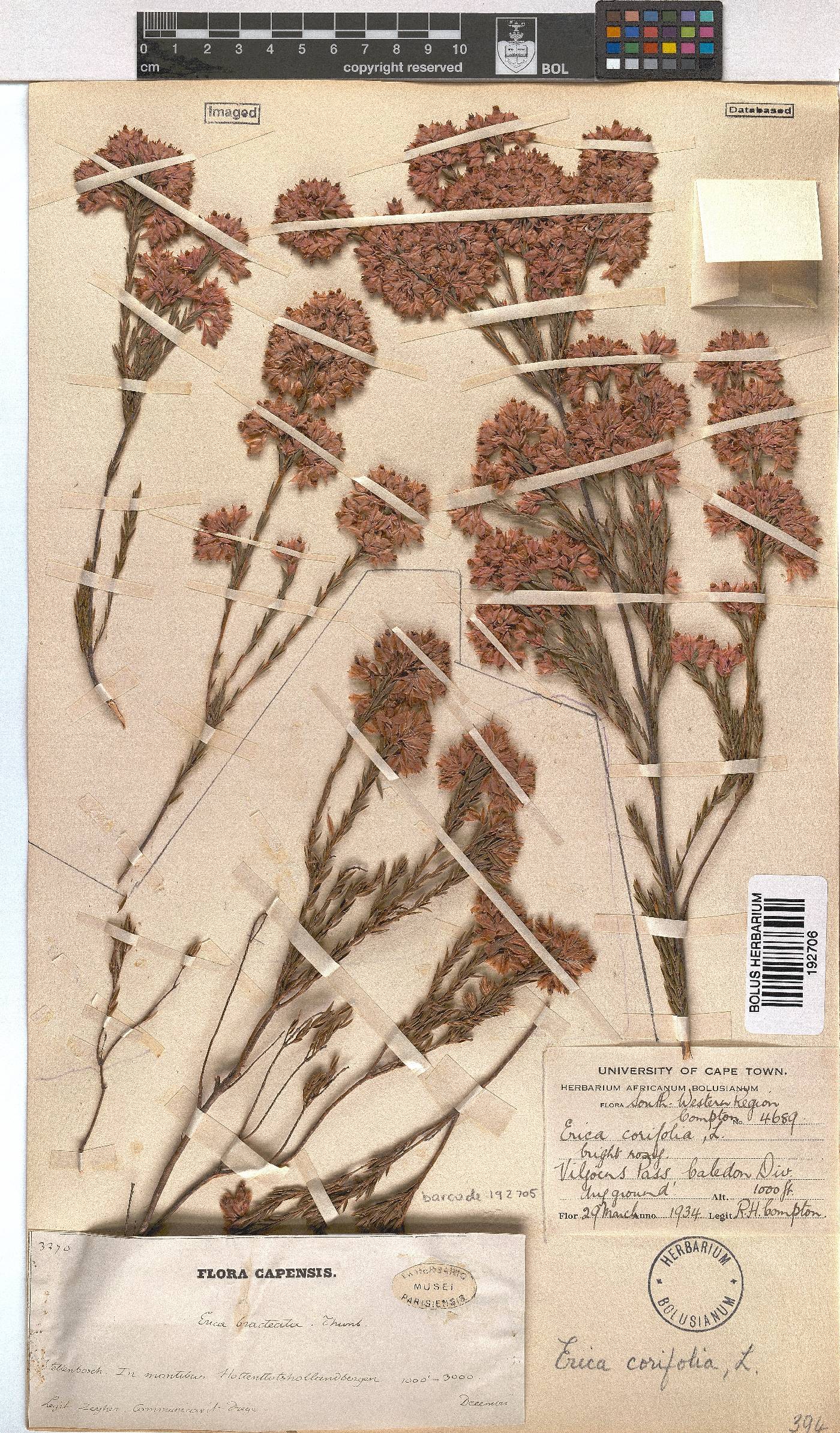 Erica corifolia image