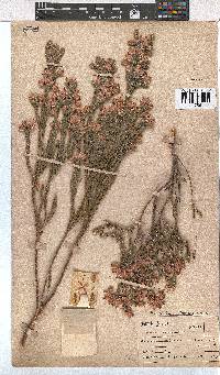 Erica corifolia image