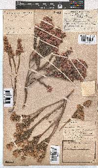 Erica corifolia image