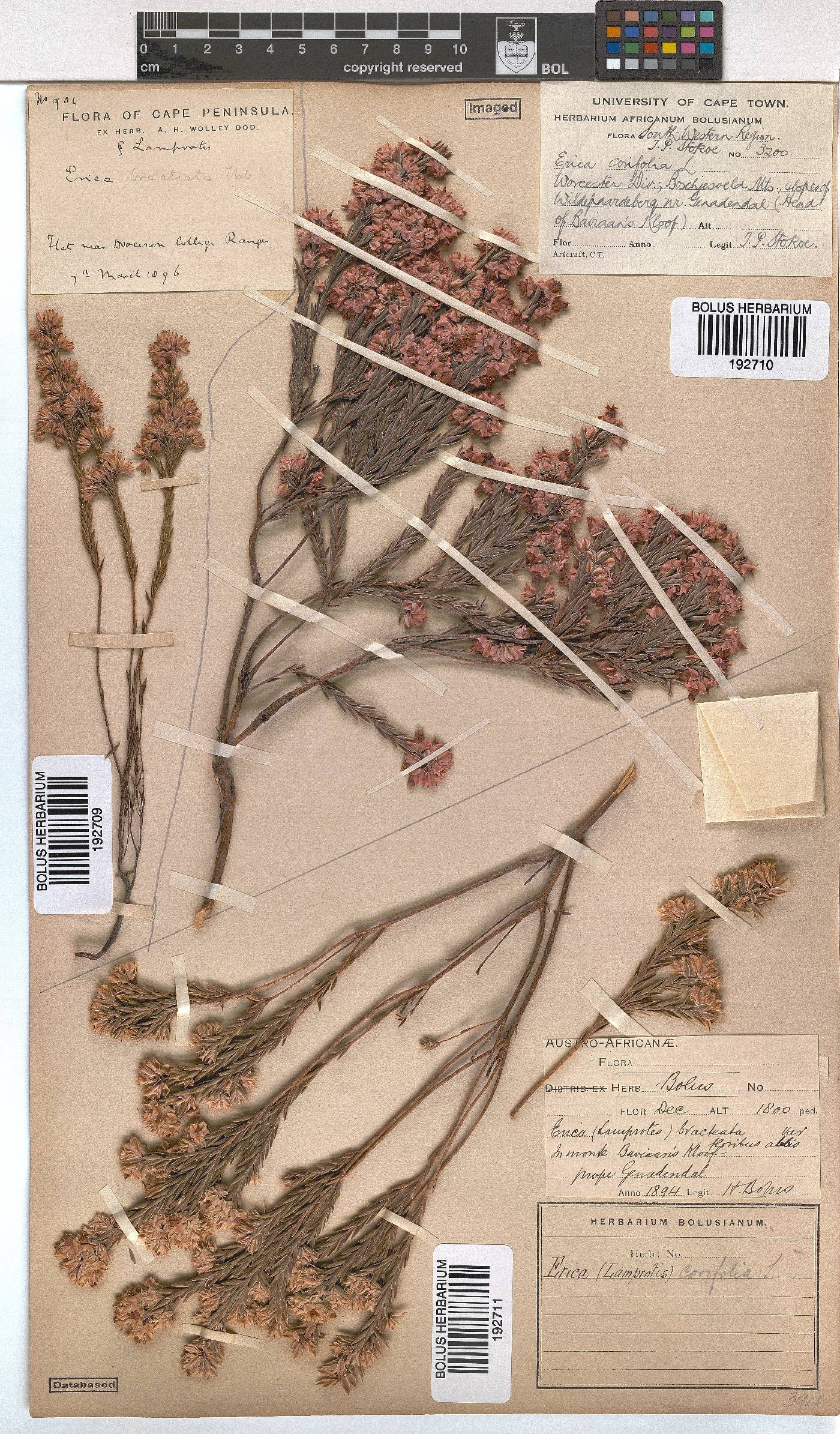 Erica corifolia image