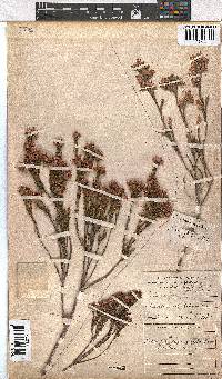 Erica corifolia image