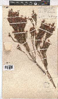 Erica corifolia image