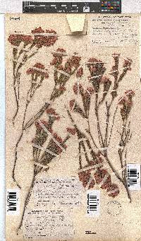 Erica corifolia image