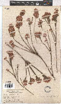 Erica corifolia image