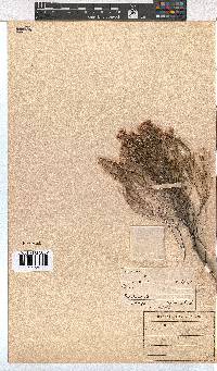 Erica corifolia image