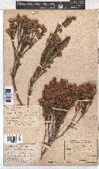 Erica corifolia image