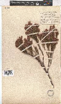 Erica corifolia image