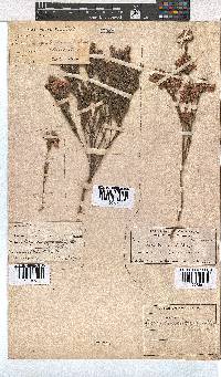 Erica corifolia image