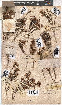 Erica corifolia image