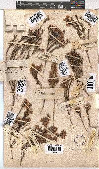 Erica corifolia image