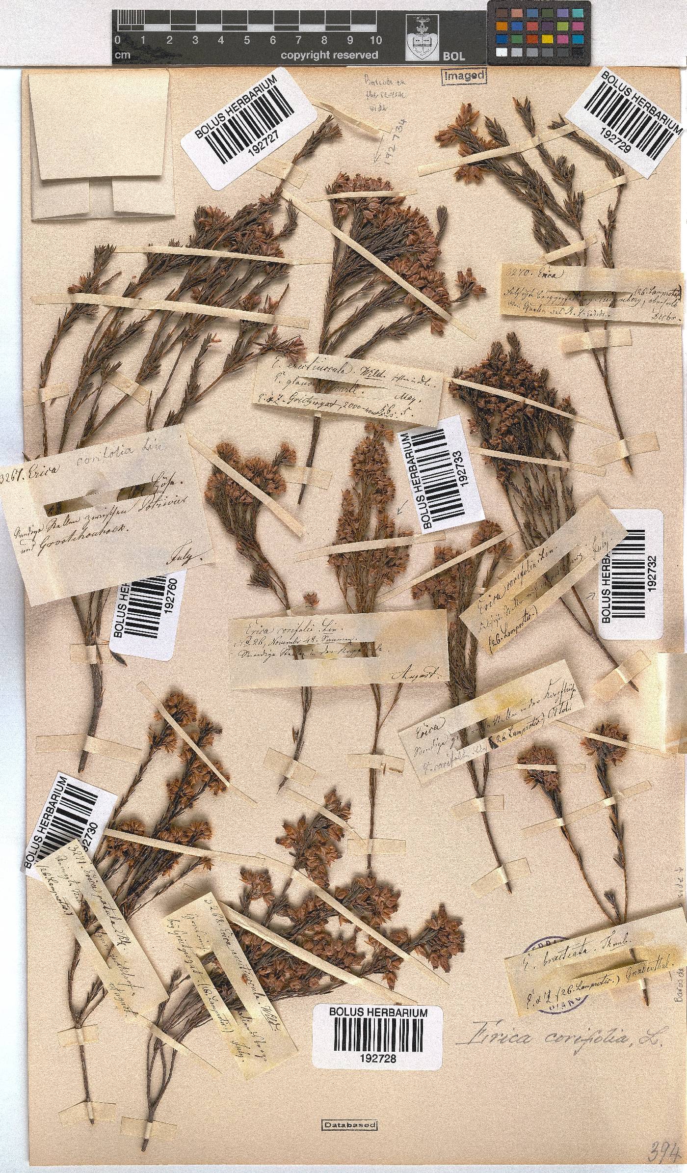 Erica corifolia image