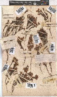 Erica corifolia image