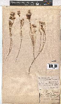 Erica corifolia image