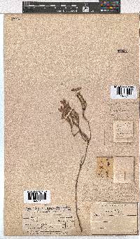 Erica corifolia image