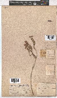 Erica corifolia image