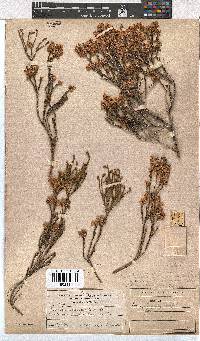 Erica corifolia image