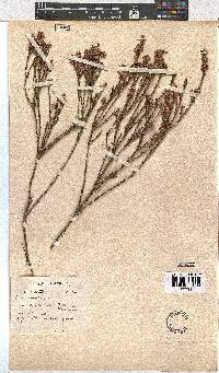 Erica corifolia image