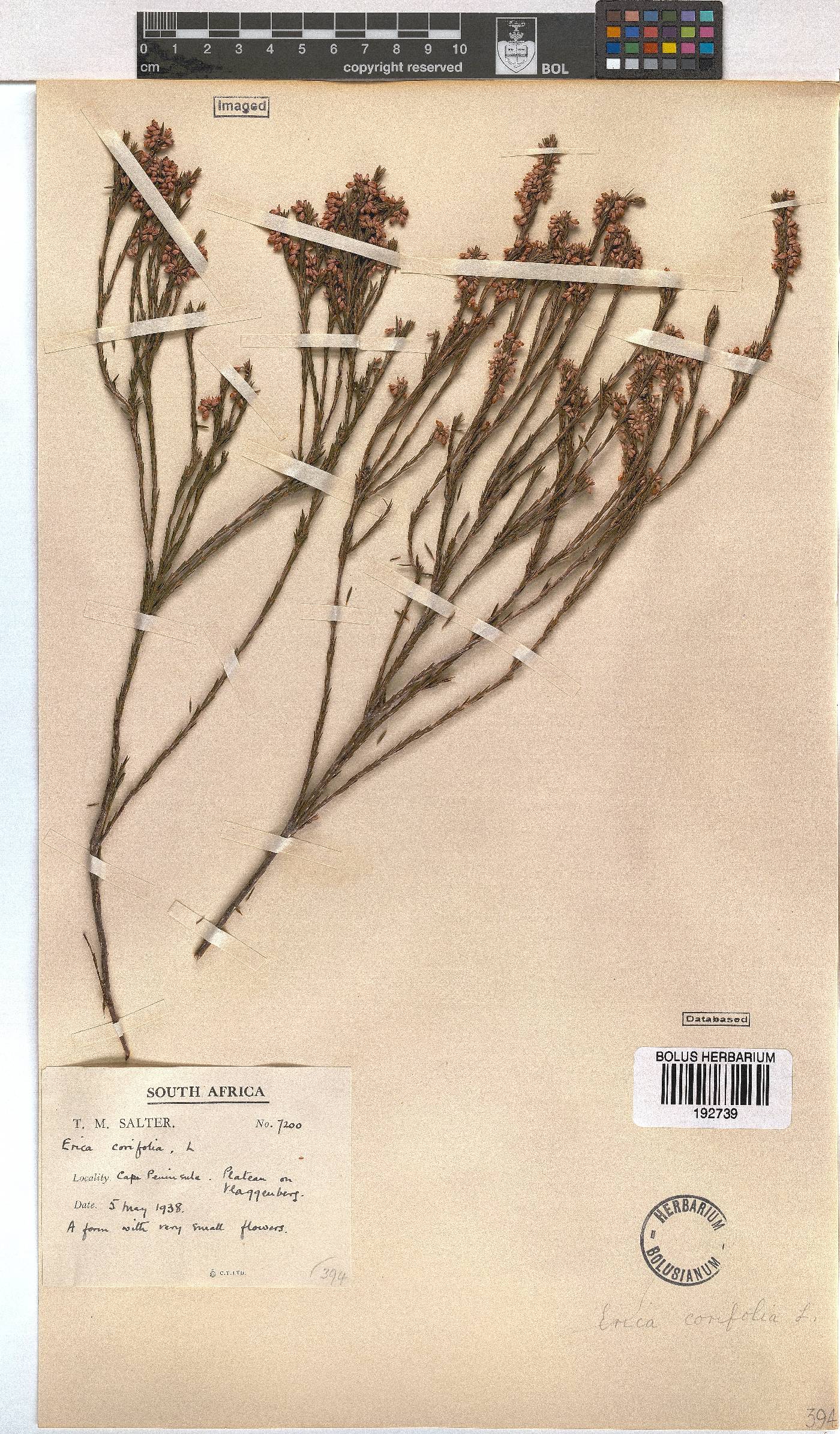 Erica corifolia image