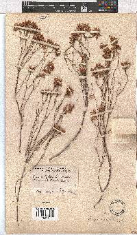 Erica corifolia image