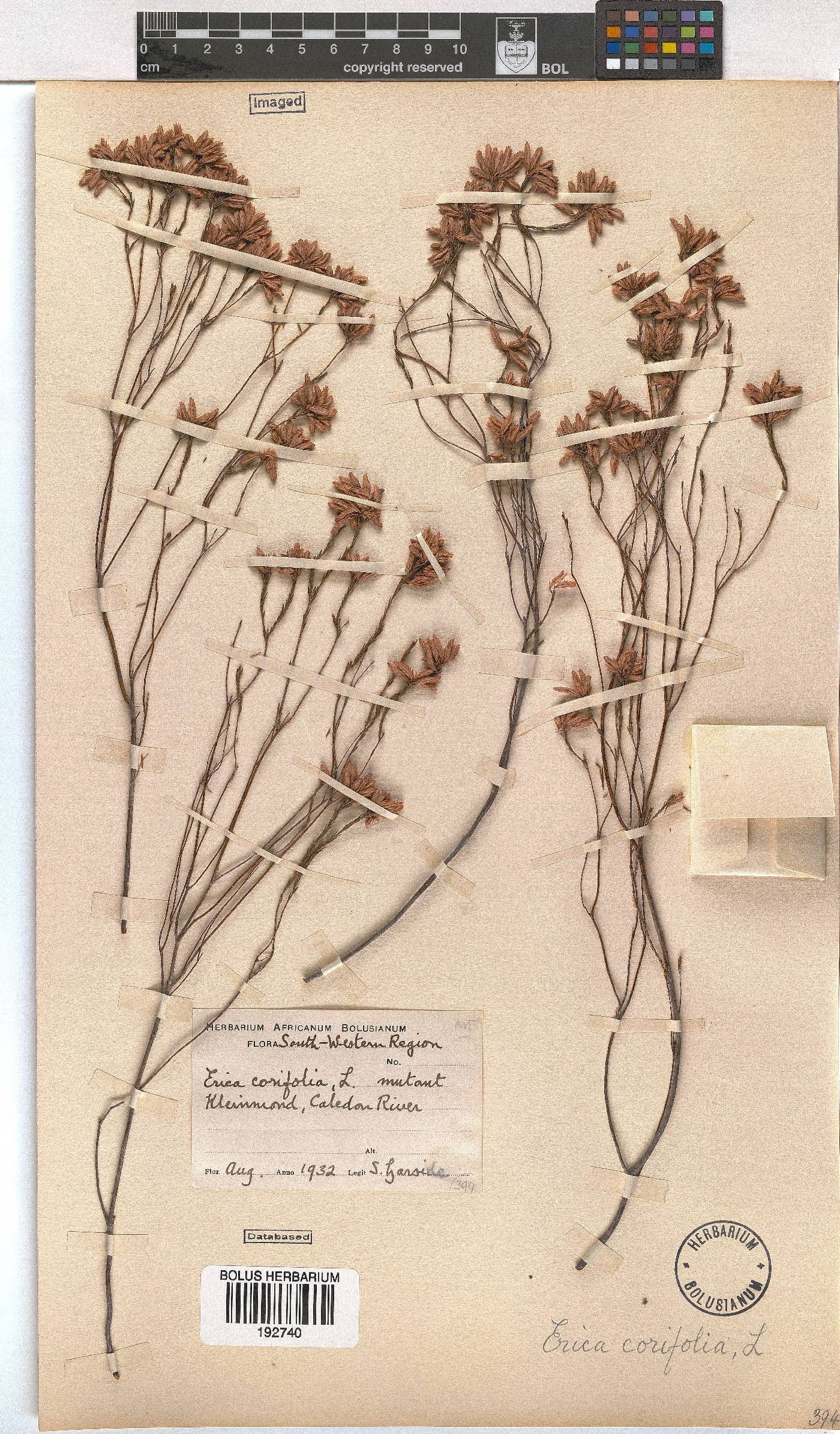 Erica corifolia image