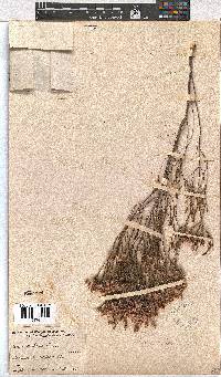 Erica corifolia image