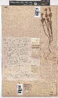 Erica corifolia image